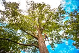 Seasonal Cleanup (Spring/Fall) in Tuttle, OK