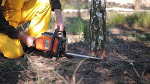 Best Tree Mulching  in Tuttle, OK