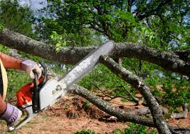 Best Hedge Trimming  in Tuttle, OK