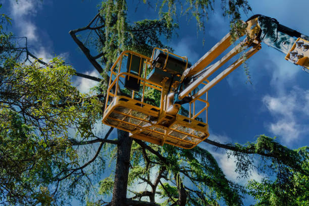 Best Root Management and Removal  in Tuttle, OK