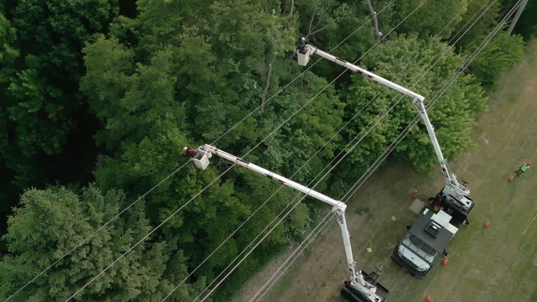 How Our Tree Care Process Works  in  Tuttle, OK
