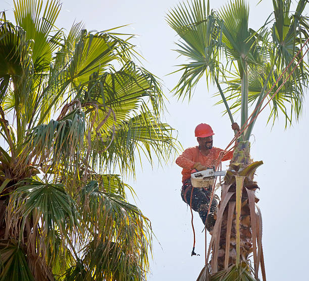  Tuttle, OK Tree Services Pros