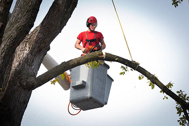 Professional Tree Services in Tuttle, OK