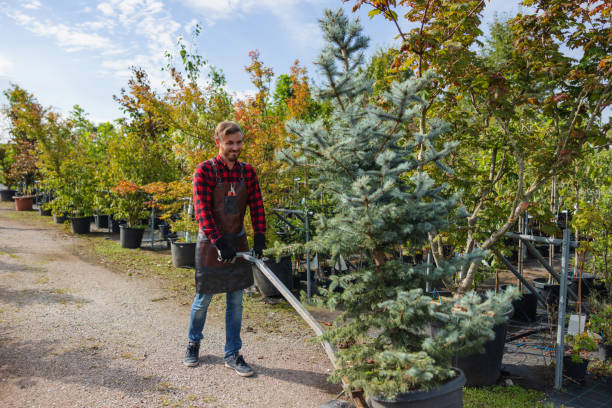 Best Arborist Consultation Services  in Tuttle, OK