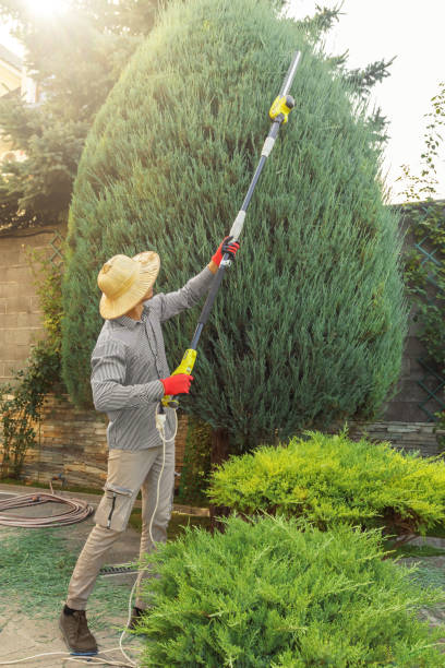 Best Fruit Tree Pruning  in Tuttle, OK
