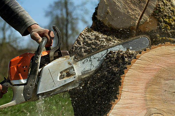 Best Tree and Shrub Care  in Tuttle, OK