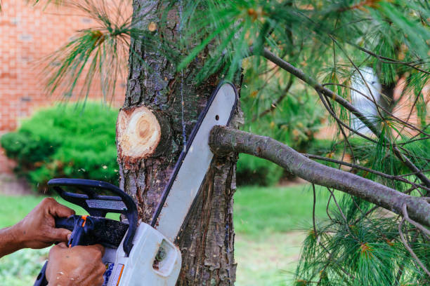 Best Commercial Tree Services  in Tuttle, OK